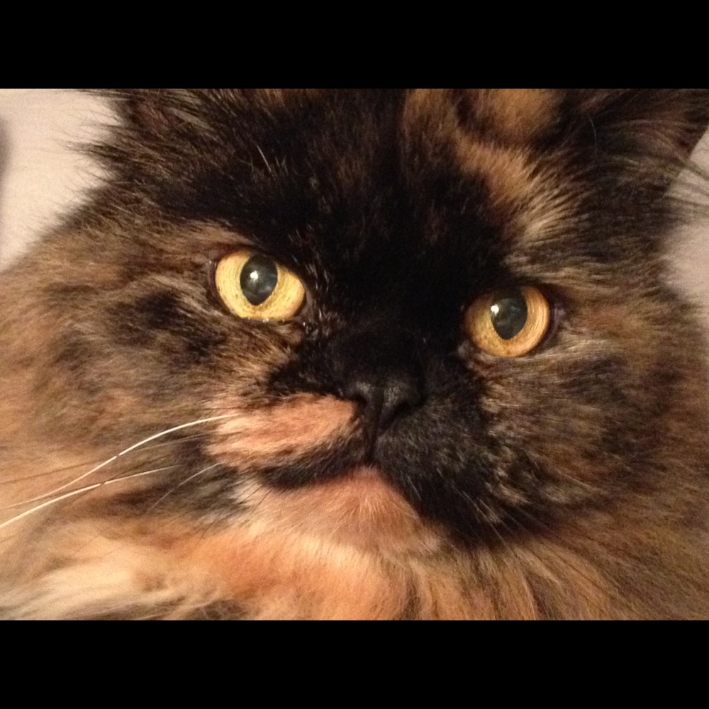 Meet your Posher, Laurie